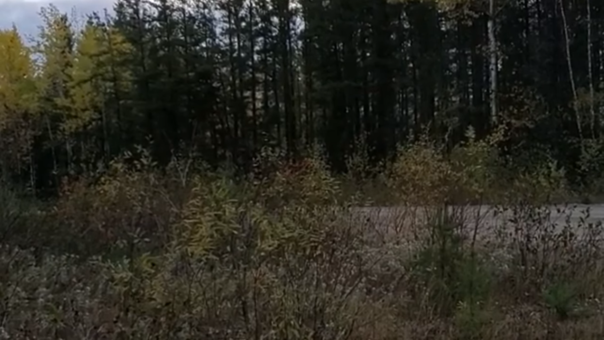 Strange Noise Coming From The Woods